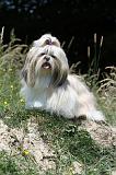 SHIH TZU 218